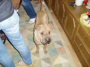 caut shar-pei mascul pentru imperechere