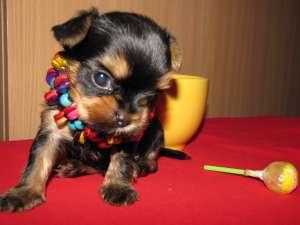 Cauti un cadou ideal sau un companion fidel?!?