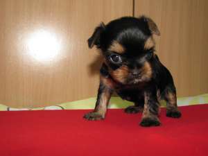 Cauti un cadou ideal sau un companion fidel?!?