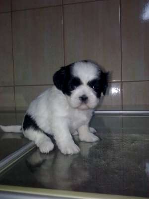 Vand pui Bichon Shih Tzu