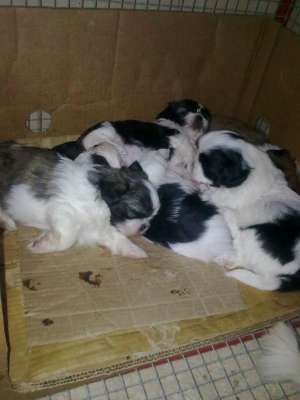 Vand pui Bichon Shih Tzu