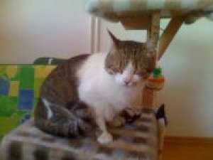 Pensiune felina, Pisicile Aristocrate Oradea