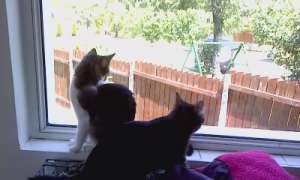 Pensiune felina, Pisicile Aristocrate Oradea