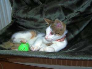 Pensiune felina, Pisicile Aristocrate Oradea