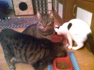 Pensiune felina, Pisicile Aristocrate Oradea