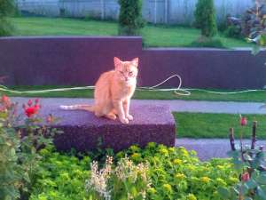 Pensiune felina, Pisicile Aristocrate Oradea