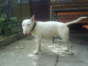 Vind bull terrier