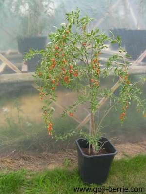 A Vand arbusti si seminte GOJI