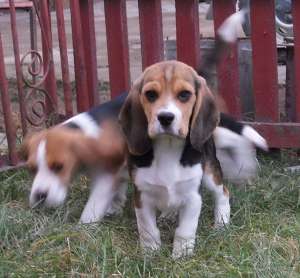 Pui beagle cu pedigree, , 
