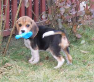 Pui beagle cu pedigree, , 