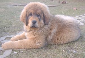 Mastif del tibet