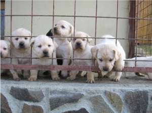pui labrador de ecxeptie