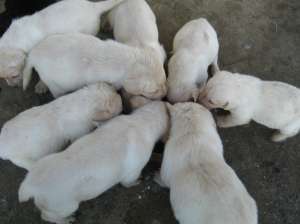 pui labrador de ecxeptie