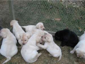 pui labrador de ecxeptie