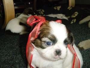Vand Shih-Tzu