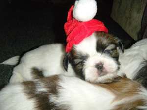 Vand Shih-Tzu