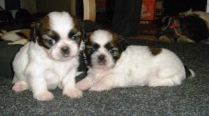 Vand Shih-Tzu