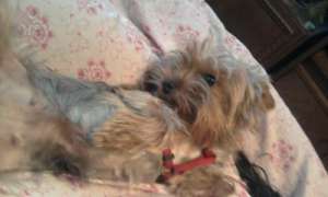 Vand pui Yorkshire Terrier