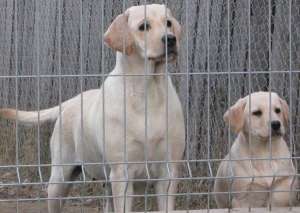 Pui Labrador Retriever auriu mascul de vanzare