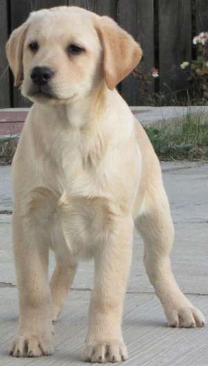 Pui Labrador Retriever auriu mascul de vanzare