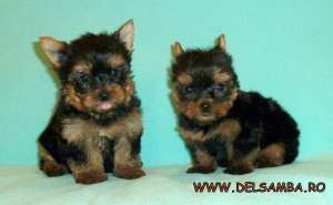 DE VANZARE PUI YORKSHIRE TERRIER