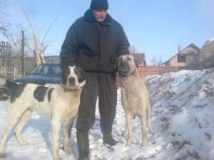 CIOBANESC ANATOLIAN FEMELA