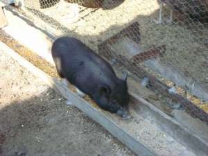 porci  vietnamezii