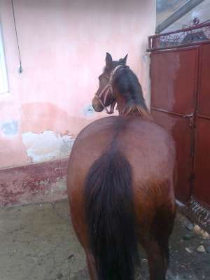 iapa de vanzare sau schimb pe oi