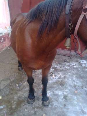 iapa de vanzare sau schimb pe oi