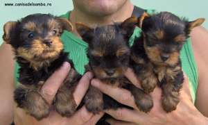 VAND PUI DE YORKSHIRE TERRIER CU PEDIGREE