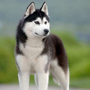 imi doresc un husky de 1 an sau mai putin
