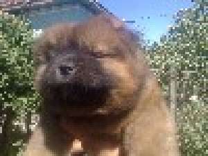 PUI CHOW CHOW DIN PARINTI DE EXCEPTIE-de la 210 e