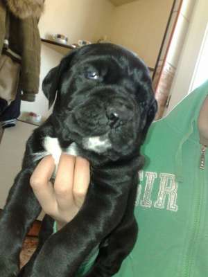 vand CANE CORSO