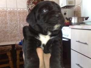 vand CANE CORSO