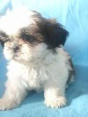 catelusi shih-tzu de vanzare