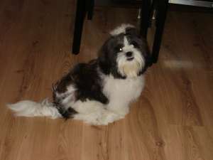 Shih-tzu mascul 2 ani