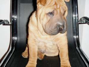 Catei Shar-Pei   / tel: 0745-521277 /