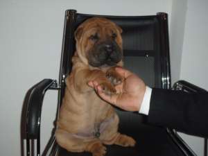 Catei Shar-Pei   / tel: 0745-521277 /