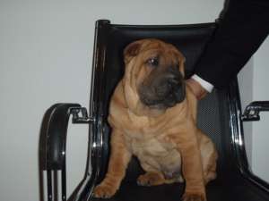 Catei Shar-Pei   / tel: 0745-521277 /