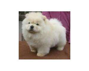 vand pui CWOW CHOW ALB