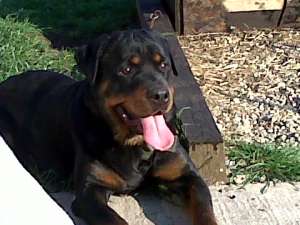 Ofer rottweiler spre monta