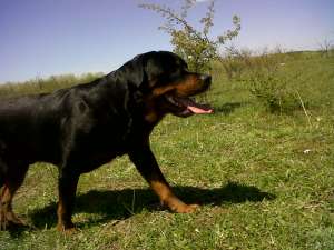 Ofer rottweiler spre monta