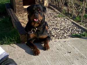 Ofer rottweiler spre monta
