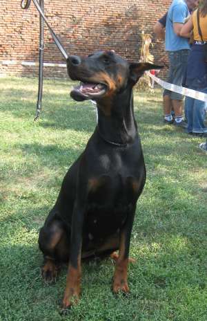 Catei DOBERMANN  DE  VANZARE  !!!!!