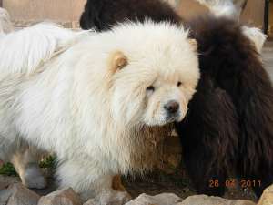 CHOW-CHOW ROSCATI SI ALBI-direct de la crescator-de la 210 E