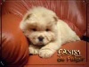 CHOW-CHOW ROSCATI SI ALBI-direct de la crescator-de la 210 E