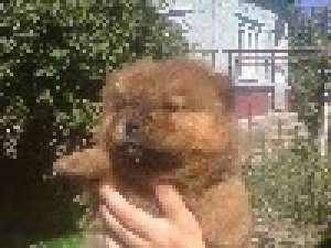 CHOW-CHOW ROSCATI SI ALBI-direct de la crescator-de la 210 E