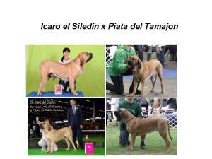 FILA BRASILEIRO de vinzare