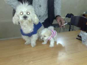 VAND PUI BICHON MALTESE PITIC 2 LUNI