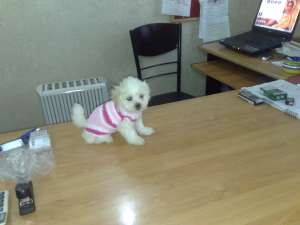 VAND PUI BICHON MALTESE PITIC 2 LUNI